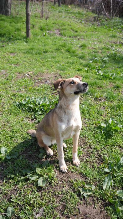 Сгущёнка. Ищет семью звоночек. Девочка