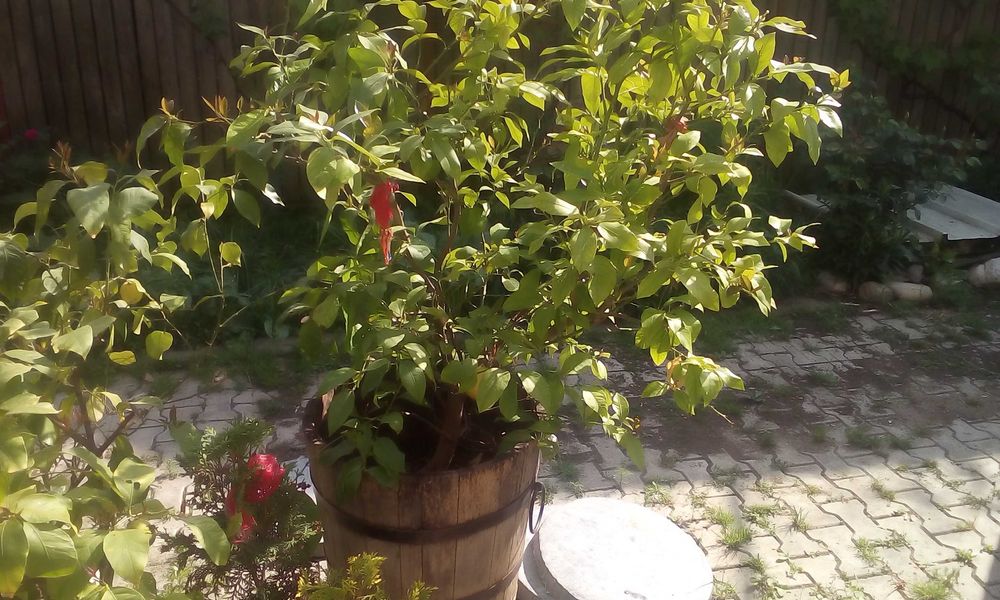 Pomi de lămâi fructiferi