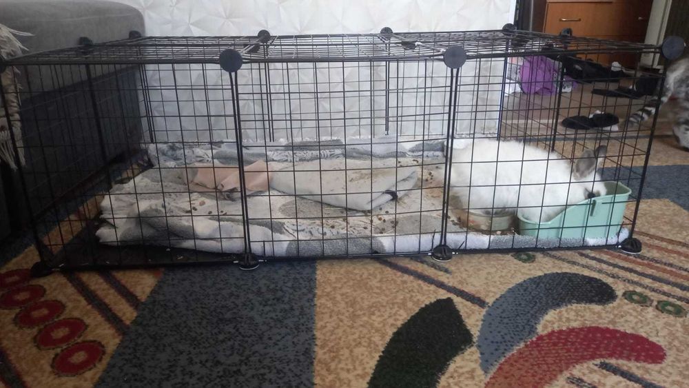 Продам кролика декоративного