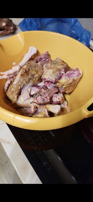 Pasare de curte găină și cocos