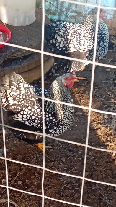 De vanzare gaini wyandotte