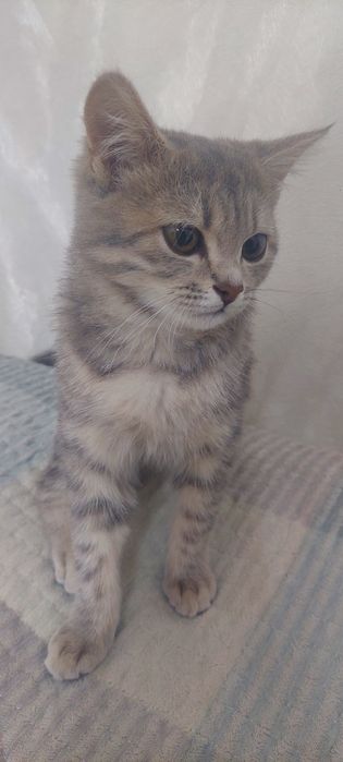 Срочно Котёнок девочка ишет себе хозяйку