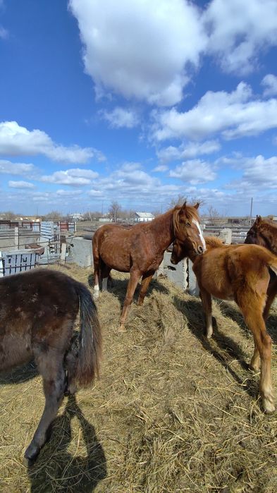 Продам кобылу и 2 жеребят