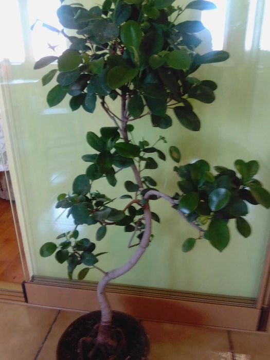 Продавам истински живи бонсаи