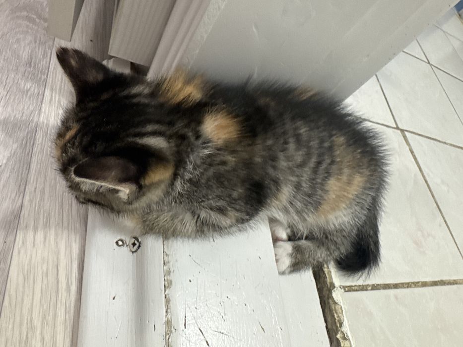 Отдам котят в хорошие руки