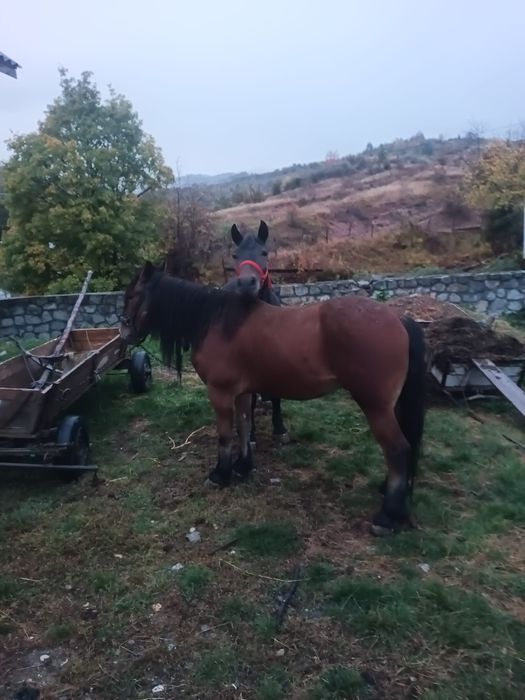 Cai de vânzare..