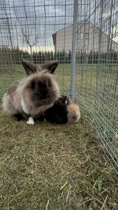 Vând Pui iepure pitic