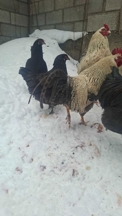 Продам петухов молодых