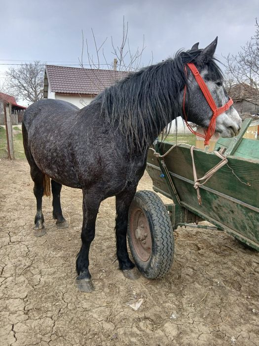 Mânză sură foarte blândă