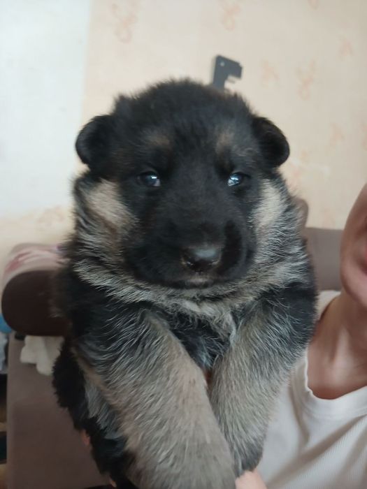 Немецкие Авчарки