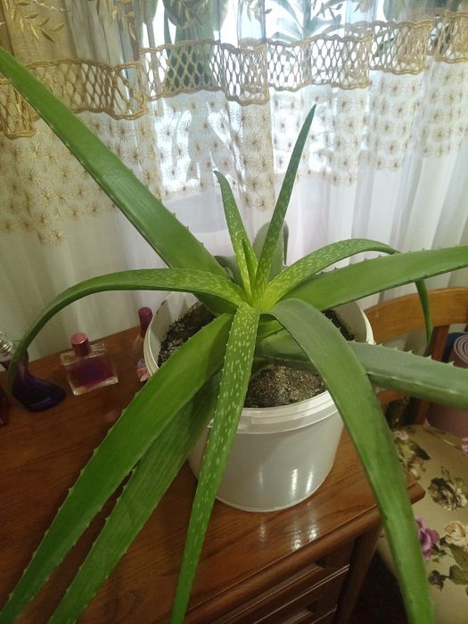 Продам комнатные цветы