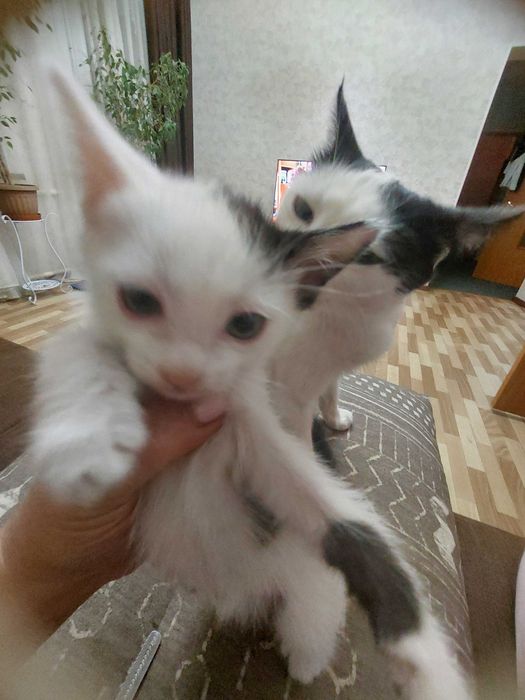 Отдам котят в добрые руки