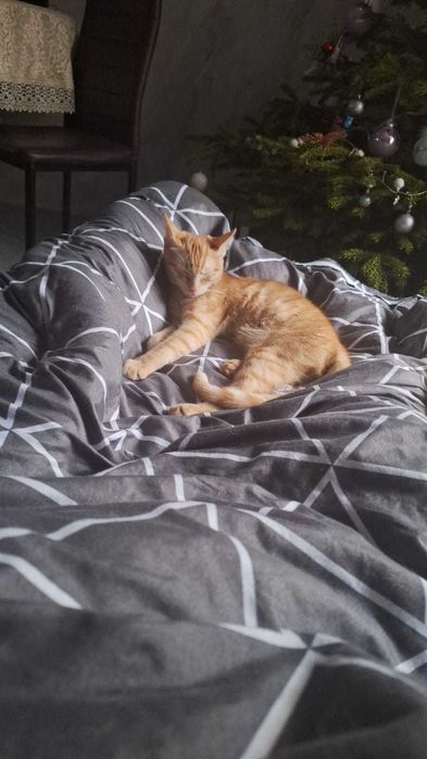 Karamel si Ruby isi cauta casuta