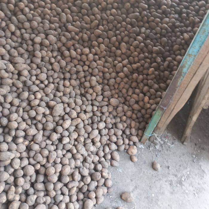 Семенная картошка