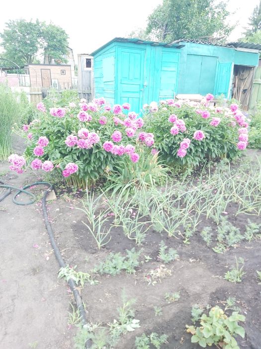 Продам дачный участок