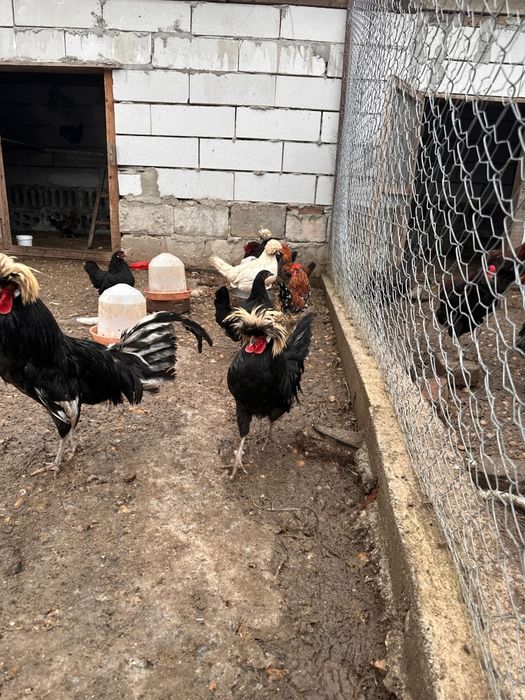 3 cocoși moțați olandez