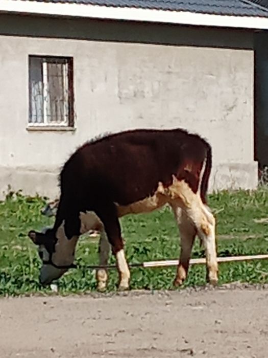 Телята . Срочно.