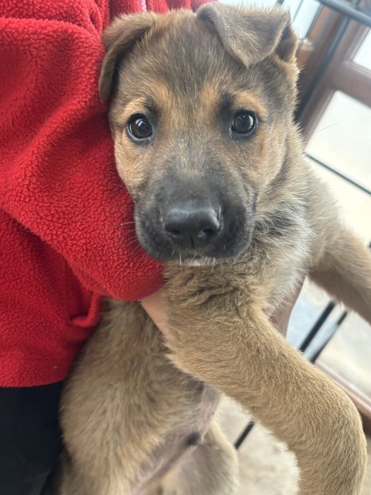 Отдам щенят в добрые руки