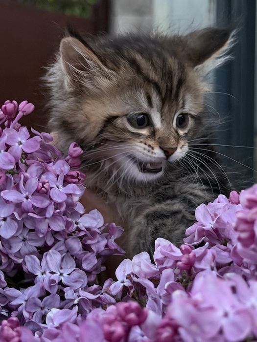 Продам кошку Мейн кун