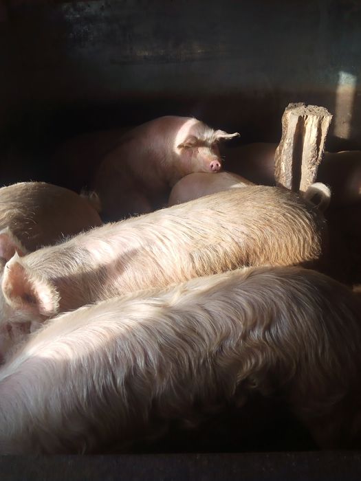 Продажа мяса домашней свинины