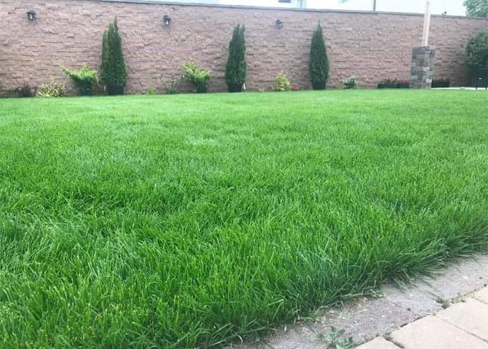 Gazon   Amenajari   Spati  verzi