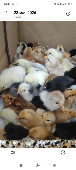 Суточные цыплята домашних кур