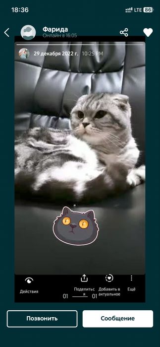 Skotish Fold mushuk Arzon Narxda киз бола мушук