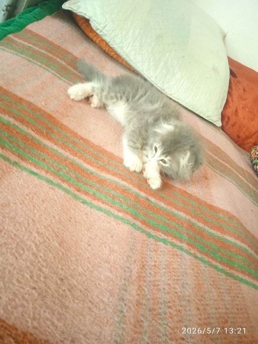 Scottish Fold oʻgʻil bola
