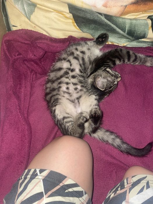 Котенок девочка 3 месяца