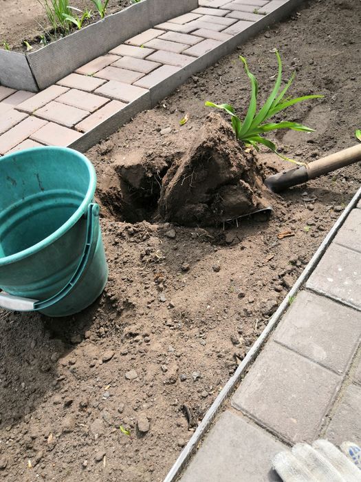 Лилейника кустик