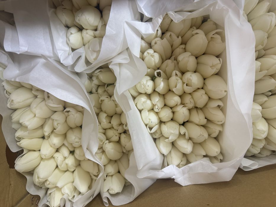 Свежие Тюльпаны.