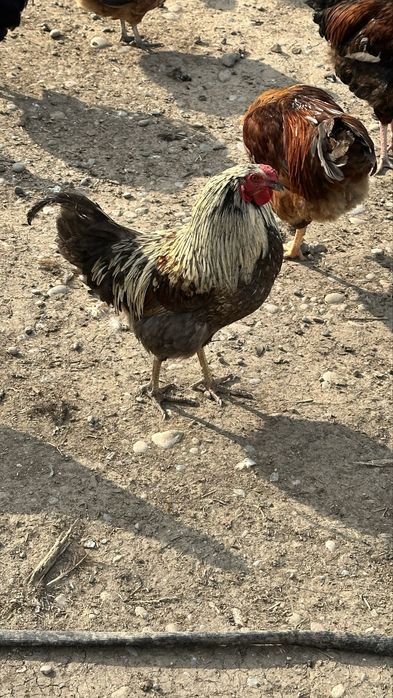 Кораздар 3000 тг