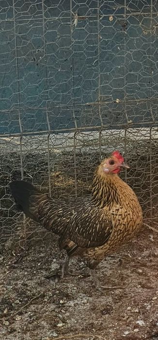 Găini pitice  de vanzare