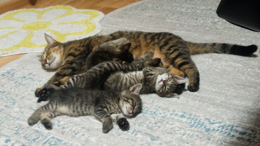 Котята. Отдам в хорошие руки.