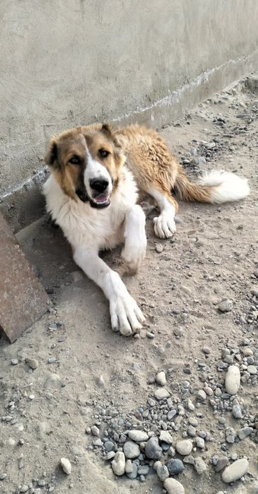 Алабай чистокровный