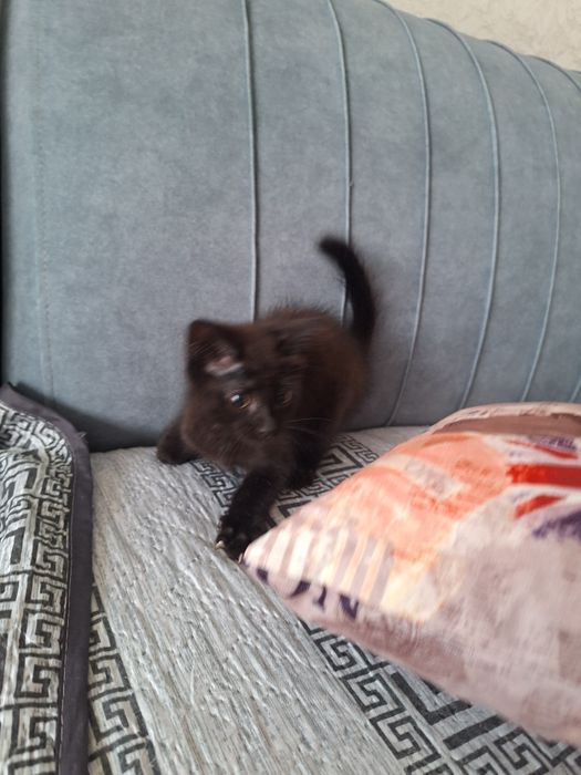 Котёнок девочка 1,5 месяца