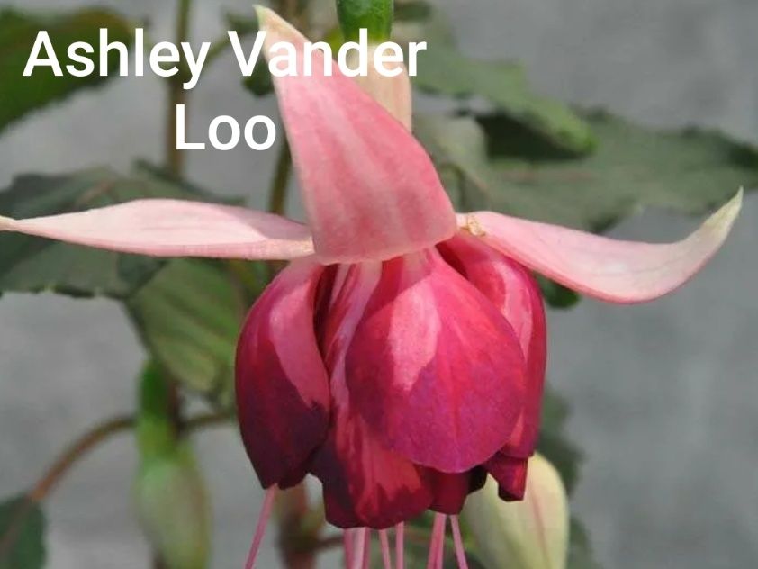 Продам саженци фуксий