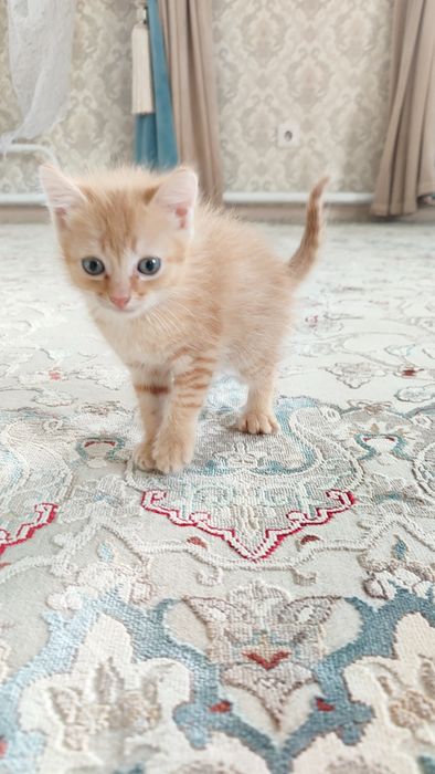 Отдам котенка в добрые руки