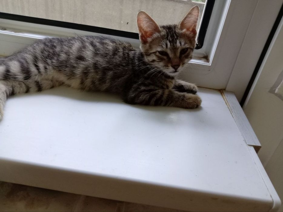 Отдам котят в хорошие руки