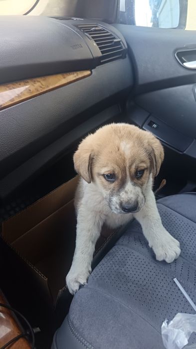 2-х месячный щенок АЛАБАЯ