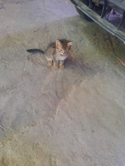 Британские котята