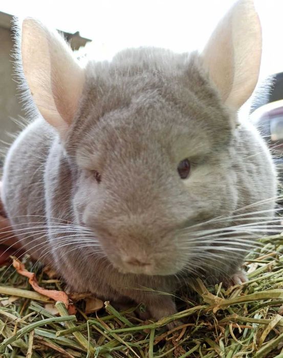 Шиншиллята чистопородные