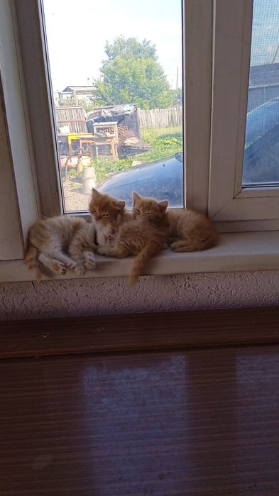 Отдам котят, в хорошие-добрые руки! Бесплатно!