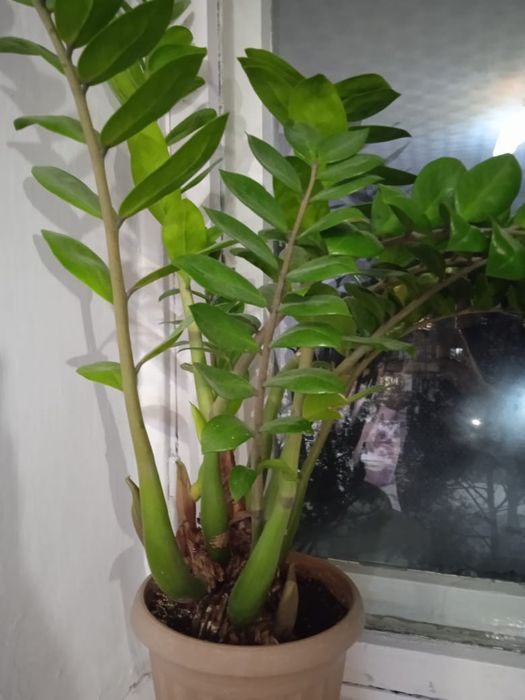 Продам  комнатный цветок