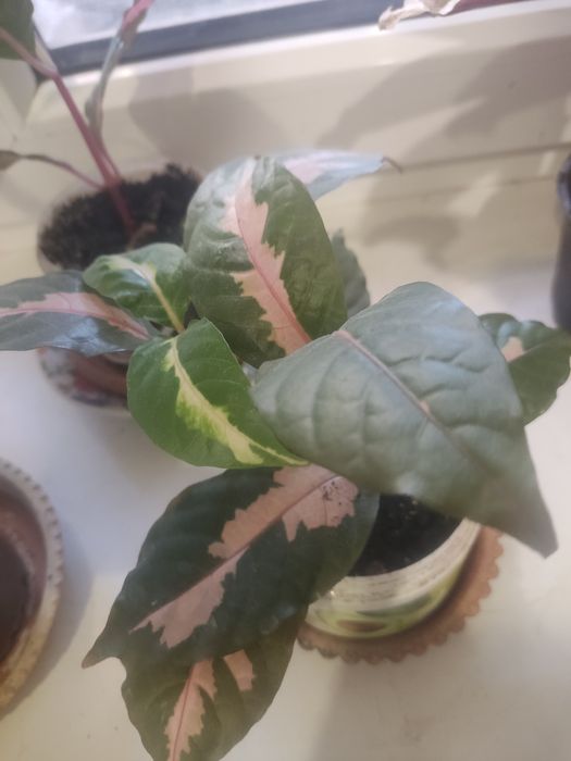 Продам комнатные цветы.