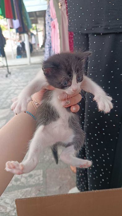 Малки красиви котенца