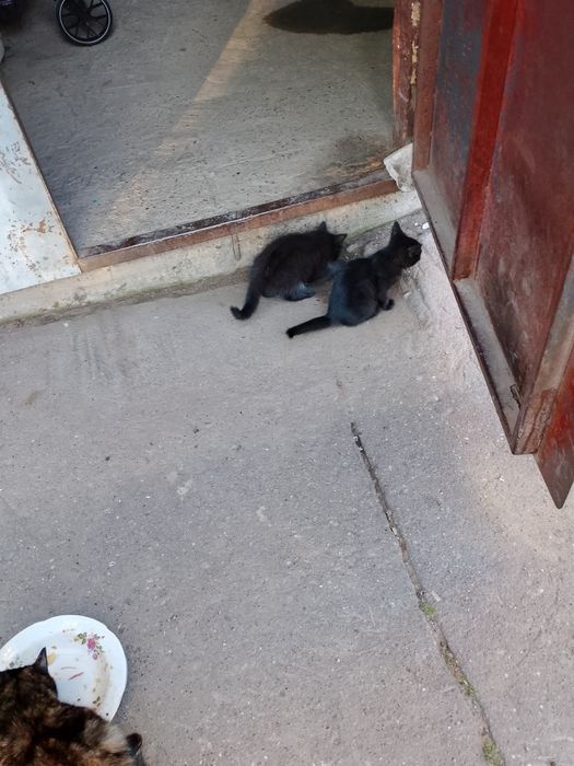 ОтдамКотят вДобрыеРукиНаЮбилейной