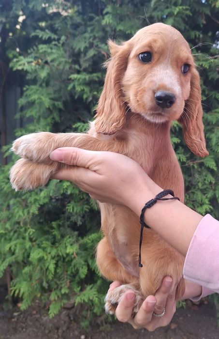 Cocker Spaniel caini