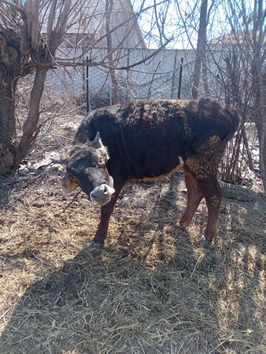 Продам   телку стельную