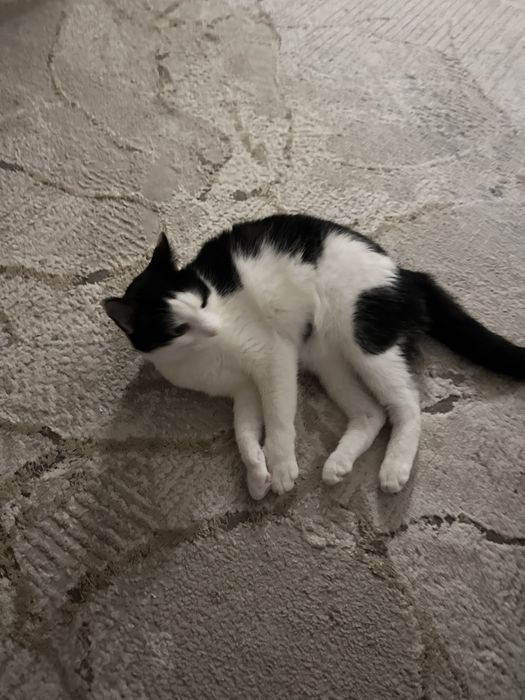 Кошка домашняя красотка